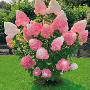 HORTENZIJA ŠLUOTELINĖ “LIVING PINK & ROSE” C5