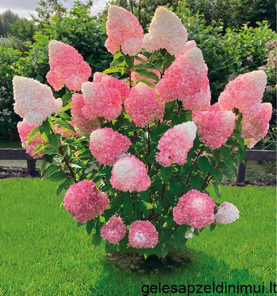 LIVING PINK ROSE
