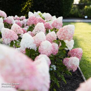 HORTENZIJA ŠLUOTELINĖ “LIVING RASPBERRY PINK” C5